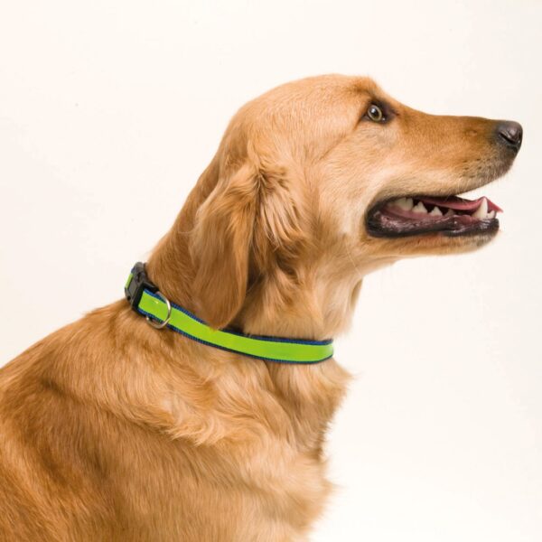 COLAR MUTTLEY - Image 5